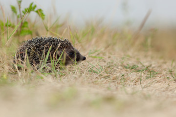 western European Hedgehog, Erinaceus europaeus