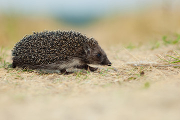 western European Hedgehog, Erinaceus europaeus
