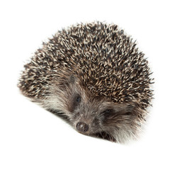 western European Hedgehog, Erinaceus europaeus