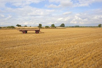 Fototapeta premium harvest time
