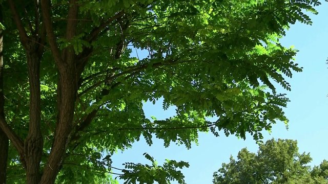 tronc d'arbre d'acacia