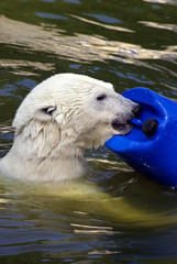 Fototapeta premium Spielender Eisbär