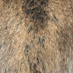 Skin of a wild wild boar