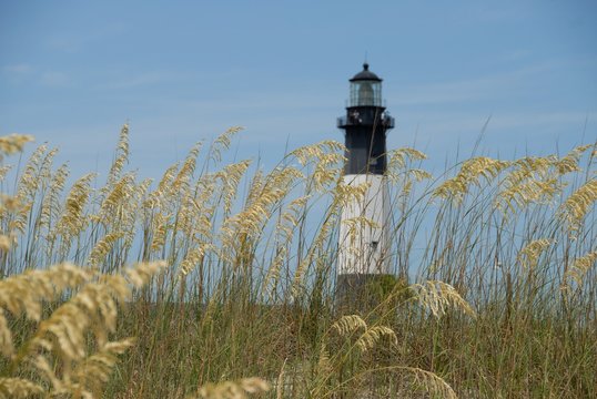 Sea Oats with lighthouse in background
