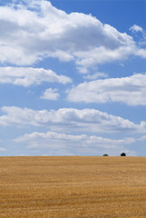 Obraz premium Stoppelfeld