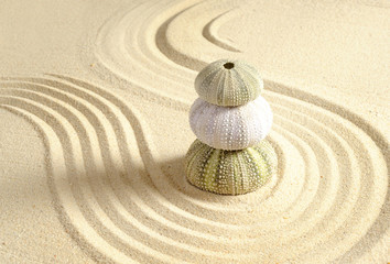 Fototapeta na wymiar Jeżowca shell w piasku