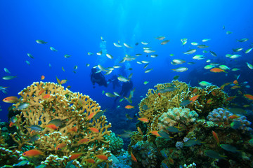 Naklejka na ściany i meble Scuba Diving on a Coral Reef