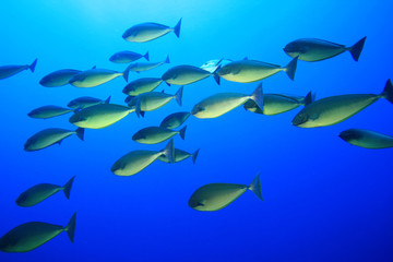 Shoal of Sleek Unicornfish