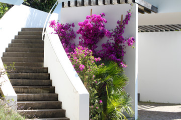 Treppe inmitten von Bourgonvillea, Lavendel und Palmen