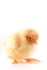 Obraz premium Poussin