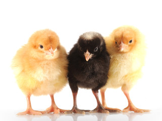 Poussin © Production Perig