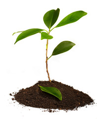 Young green plant on a white background
