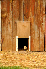 Poussin © Production Perig