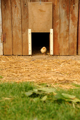 Poussin © Production Perig