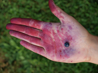 small berry in young hands