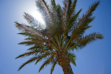 Obraz na płótnie Canvas Date palm tree in the sun