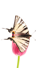 Butterfly on red tulips isolated on white