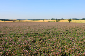 blooming clover field rural landscape blue sky