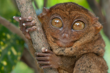 Little tarsier