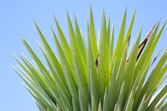 Leaves of a yukka plant against a blue sky