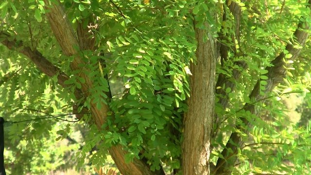 Arbre acacia