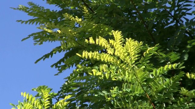 Feuille d'arbre