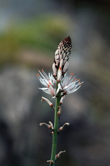 Gamón en flor