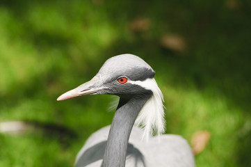 Demoiselle Crane