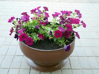 Flowers in the pot