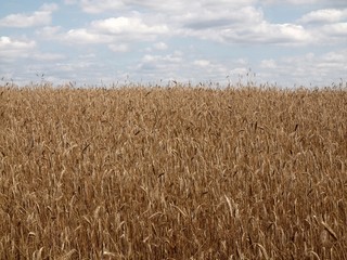 The field