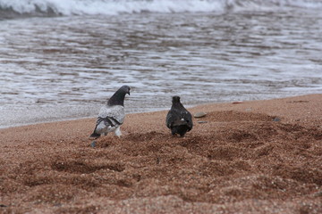 Pigeon on the beach