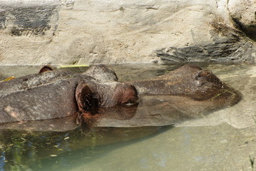 ippopotamo in acqua