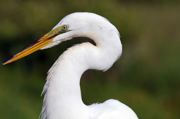 Everglades Great White Heron
