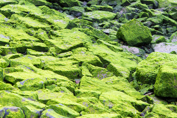 Moss covered rocks 2