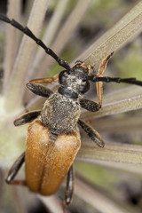 Red longhorn beetle (Stictoleptura rubra)