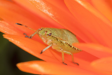 Green shield bug nymph (Palomena prasina)
