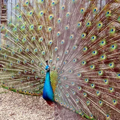 Fotobehang Peacock © Silvia Crisman