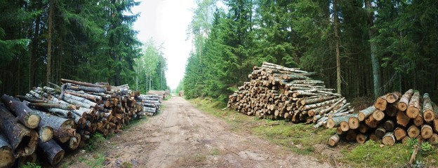 La route forestière