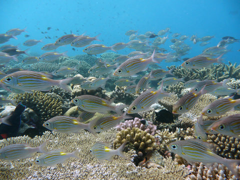 Fototapeta Poisson tropical et récif corallien