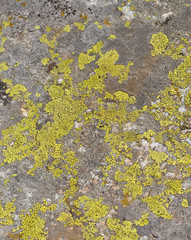 Moss
