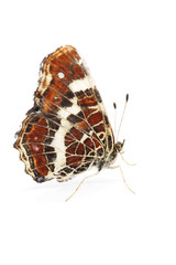 Fototapeta premium Map butterfly (Araschnia levana) over white background