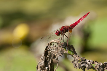 Dragonfly resting on a dead leaf