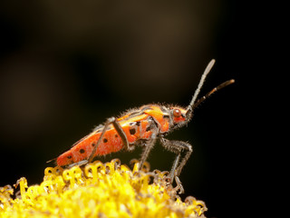 Red bug Corizus Hyoscyami