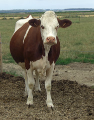 Vache de Picardie