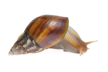 Big snail