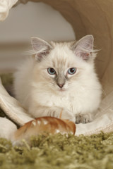 ragdoll kitten in play tunnel