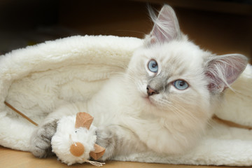 ragdoll kitten in bed