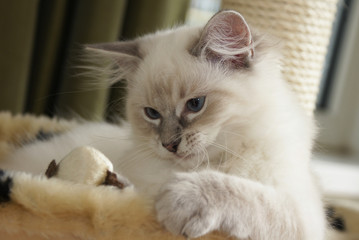 ragdoll kitten playing