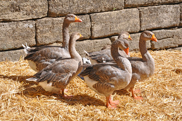 troupeau d'oies