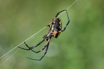 Black & Yellow Garden Spider Argiope aurantia